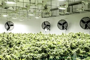 Indoor vs. Outdoor: Which CBD Flower Is Right for You?