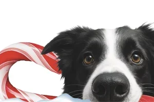 🎄Weihnachten auf vier Pfoten: Entdecke unsere festlichen Weihnachtsartikel für deine Lieblinge