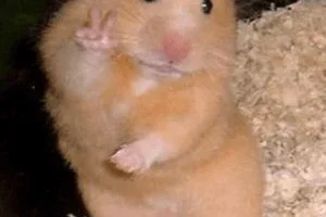 My hamster knows best