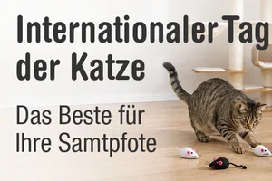 Das Beste für Ihre Samtpfote – rechtzeitig zum 8. August