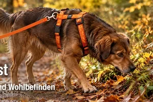 Sichtbar, sauber, fit: Ihr Hund im Herbst 🍂