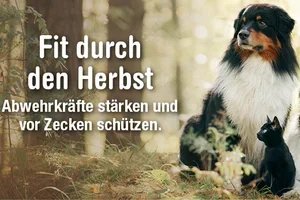 Zecken bleiben aktiv: Jetzt Hund & Katze schützen