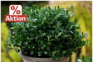 💚 IMMERGRÜN – auch im Winter!