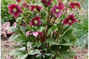 ❄️❤️Christrosen: Trendpflanze im Winter