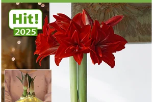 👑 ❤️ RARITÄT: MEGA XXL Wachs-Amaryllis Gold!