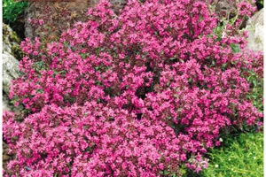 💚❤️ 50% RABATT auf diese Pflanzen-HITS!