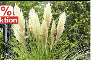 😍🖤 50% BLACK WEEK RABATT auf diese Pflanzen-HITS! 😍🖤