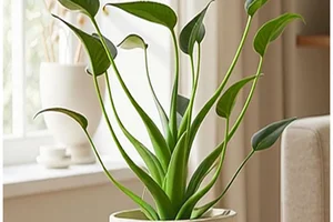 💚 💛% Zimmerpflanzen-Aktionen für Sie, Frau De!