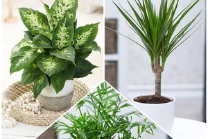 % AKTION: Luftreinigende Zimmerpflanzen-HITS!