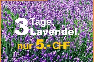 💜 💚 3 Lavendel, 3 Tage nur 5.- CHF, Frau De!