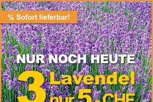 💜 💚 NUR NOCH HEUTE: 3 Lavendel nur 5 CHF