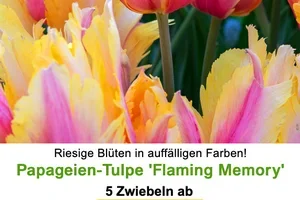 🌷 🤩 Blumenzwiebel-RARITÄT für Sie, Frau De!