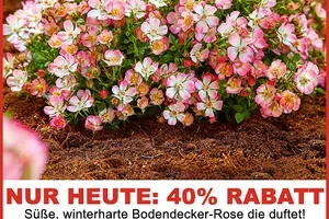 ⚡️⚡️FLASHSALE: 40% RABATT auf diesen Artikel!