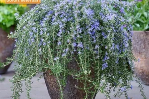 💚 😍 % AKTION: Sommer-Angebote für Sie, Frau De
