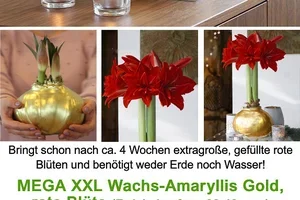 👑 ❤️ RARITÄT: MEGA XXL Wachs-Amaryllis Gold!