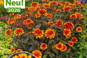 💚💛 RARITÄTEN & NEUHEITEN zur Herbstpflanzung!