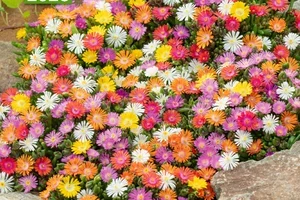 🌸🌼 Blühende Teppiche, Frau De!