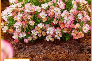 🎁 GRATIS*: Alpin-Rose 'Cutie Pie®' für Sie!