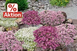 😍🎉 AKTION%: Winterharte Stauden-Angebote für Sie entdeckt, Frau De