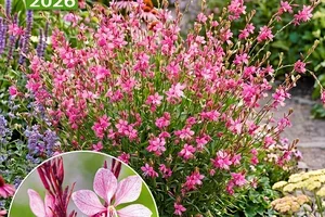 😍💚 GRATIS-Versand*: Sie sparen 5.90 CHF!