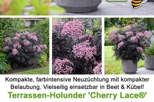 😍⏳ 5 Tage 5 CHF geschenkt bei Ihrer Bestellung, Frau De