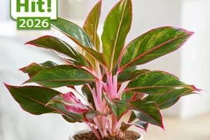 💚 😍 10% RABATT: Deine grüne Oase im Zimmer!