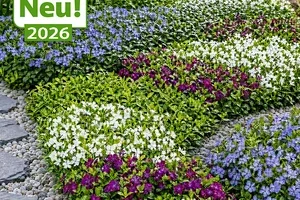 😍💚 GRATIS-Versand*: Sie sparen 5.90 CHF!