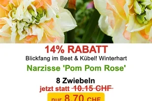 💚💛 %%% Blumenzwiebel-HITS für Sie, Frau De!