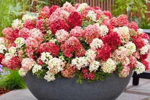 😍 HIT: Hortensie "Groundbreaker® Ruby®" jetzt lieferbar!