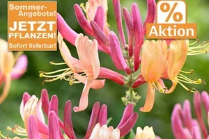 💚 😍 % AKTION: Sommer-Angebote für Sie, Frau De