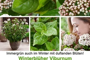 🤩 💚 12% RABATT* auf Winterblüher, Frau De!