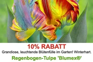 💚💛 %%% Blumenzwiebel-HITS für Sie, Frau De!