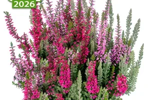💚 💛 JETZT lieferbar: % Knospenheide „Gardengirls®“