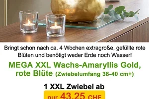😍❤️ BLÜHWUNDER: XXL Wachs-Amaryllis!