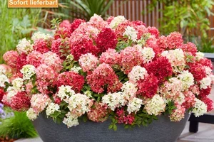 🤩 🌼 Pflanzen-HIGHLIGHTS sofort lieferbar!