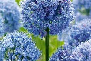 🌷🤩 GRATIS Blumenzwiebeln für Sie, Frau De