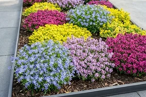 🤩🌸% PFLANZtastische® Angebote % Frau De!