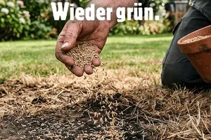 Trockener Rasen? 🌱💧So reparierst du ihn.