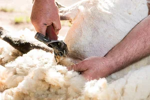 Das ist gerade wichtig: Schafschur und Klauenpflege 🐑