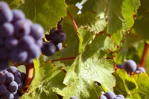 4.1 ★ Top-Margaux für unter 20 Fr. 🍷