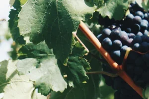 4.1 ★ 'Protos 27' – Ribera del Duero-Star 🍇 29% reduziert