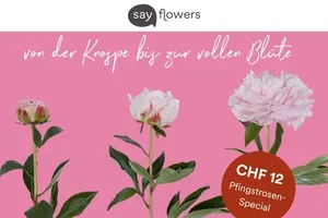 Hey lieber Blumenfreund, Pfingstrosen sind limitiert