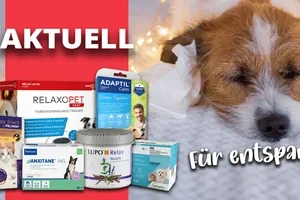 Aktionen im Dezember 🕯️