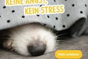Gewitter, Feuerwerk oder Ferienreise – bereiten Sie Ihr Tier rechtzeitig auf stressige Situationen vor ⛈️🎆🚗