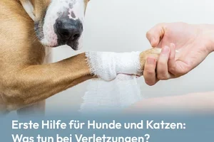 Erste Hilfe für Hunde und Katzen: Was tun bei Verletzungen? 🩹🚨