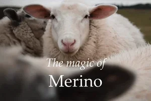 The Magic of Merino