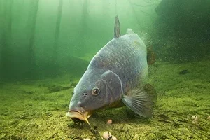 🎣 Das perfekte Carolina-Rig-Bundle – inklusive 10 Gratis-Köder!
