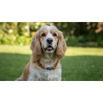 Hunde Bernsteinkette mit Lapislazuli und Hämatit Länge 33cm