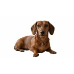 Hunde Bernsteinkette mit Jaspis Länge 25cm