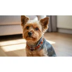 Bernsteinkette für den Hund mit Sugilith und Koralle Länge 25cm